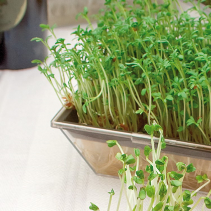 Sprout tray 2-pack - Grow your own sprouts at home | SmartaSaker