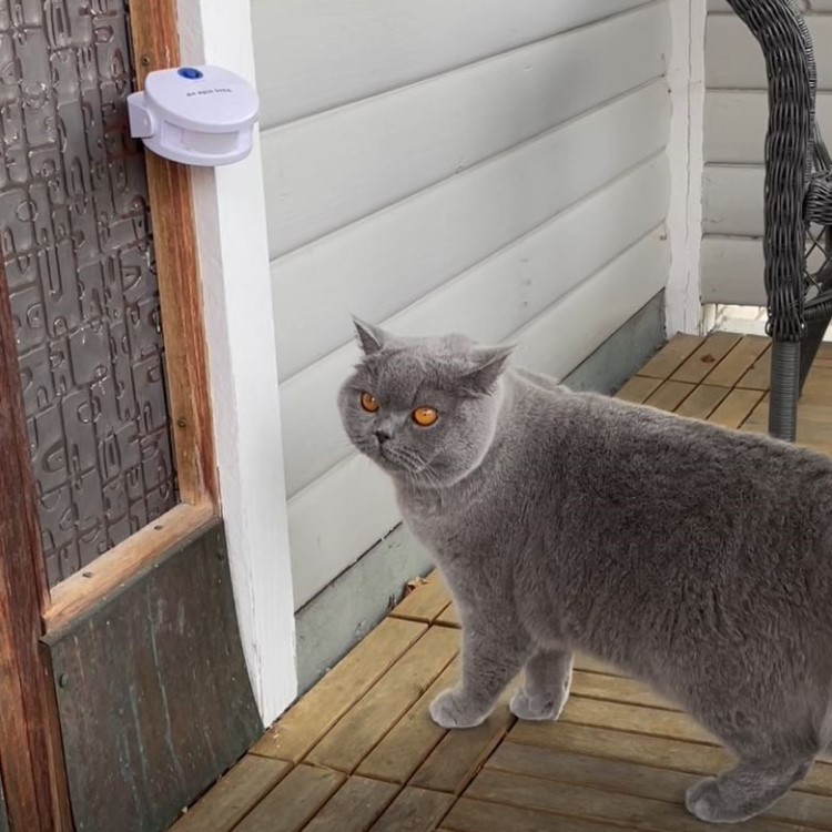 Cat Doorbell