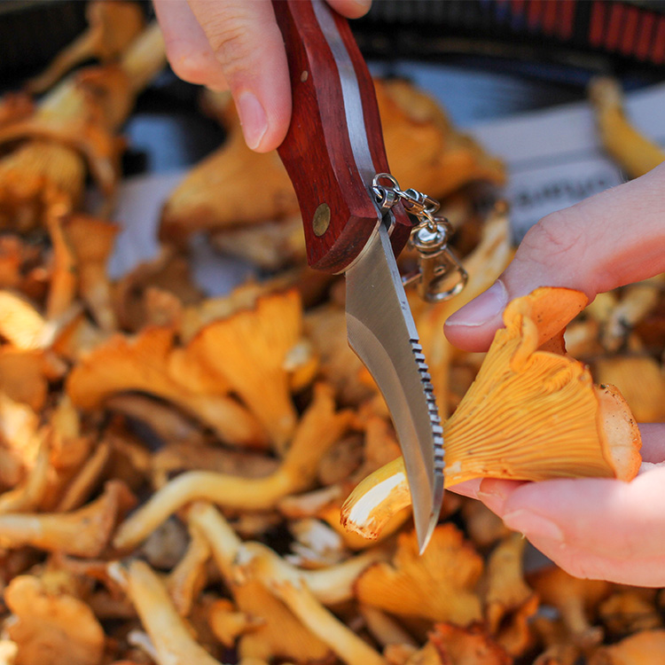 Mushroom Knife