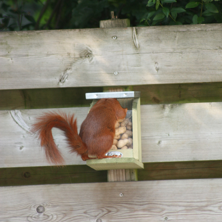 Squirrel feeder