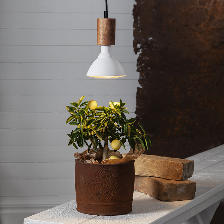 Plant Lamp