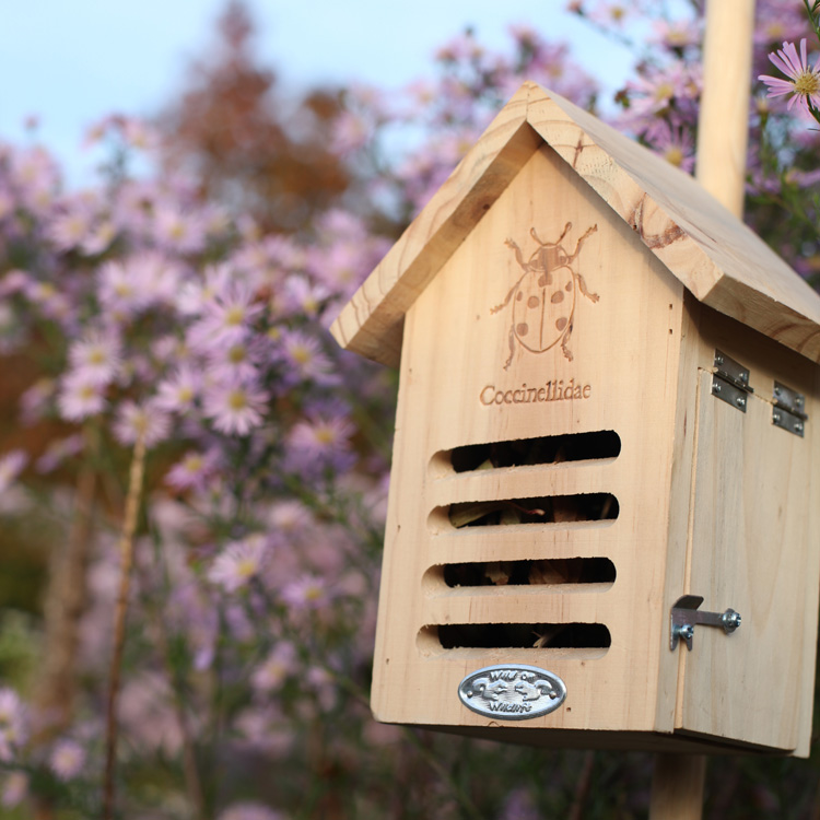 Ladybug House