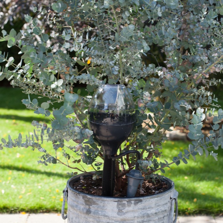 Plant waterer