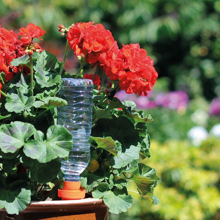 Holiday Watering Cones 