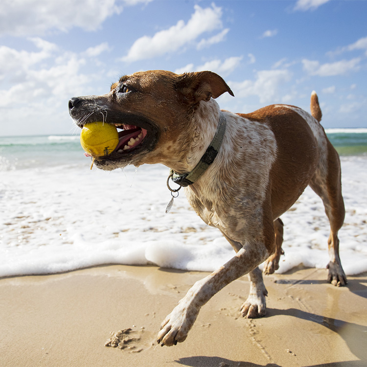 bouncing ball for dogs