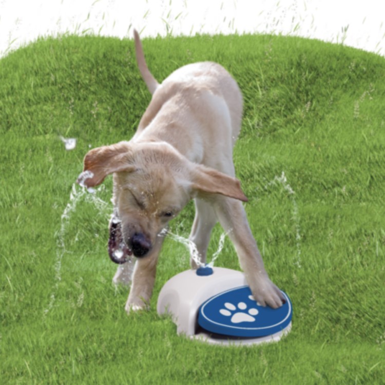 Dog Water Fountain