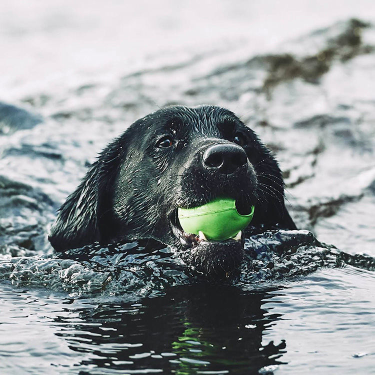 Dog Activity Ball