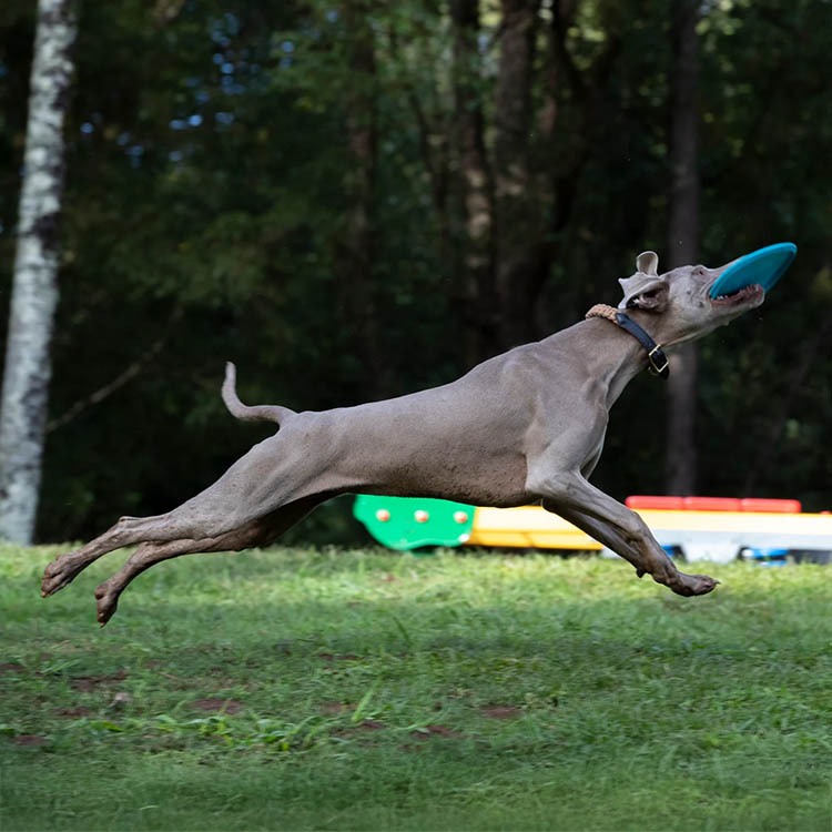 Dog Frisbee