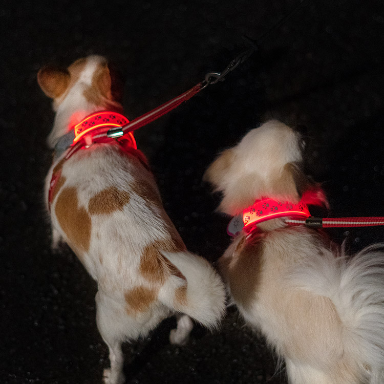 Reflective Lamp for Your Dog