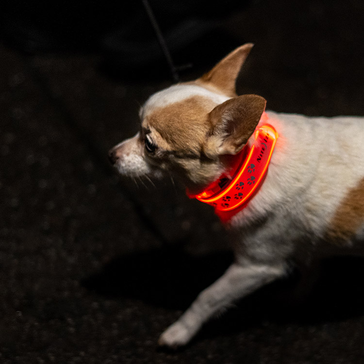 Reflective Lamp for Your Dog