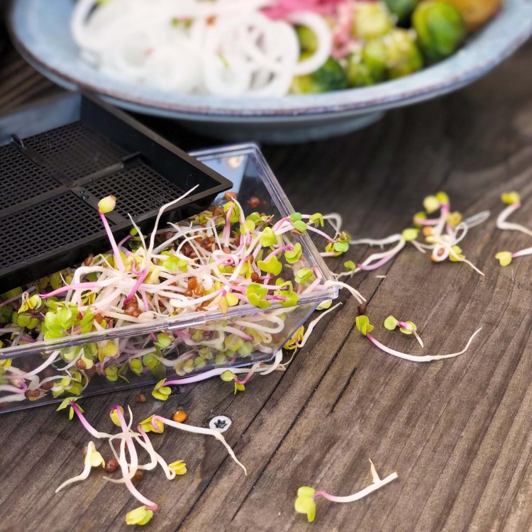 Sprout tray 2-pack