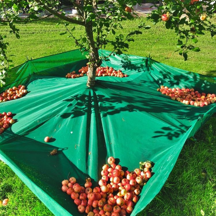 Harvesting nets for fruit trees