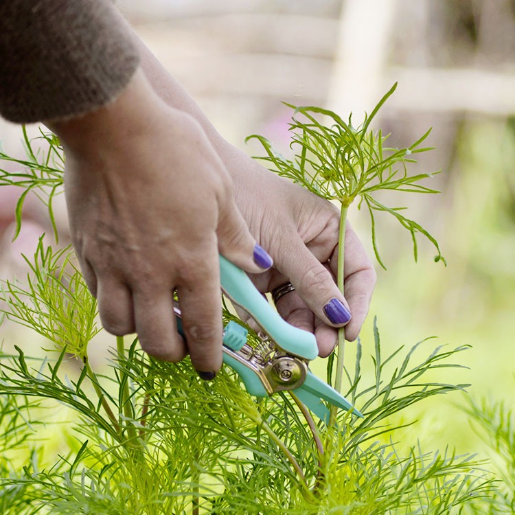 Flower Power stem trimmer