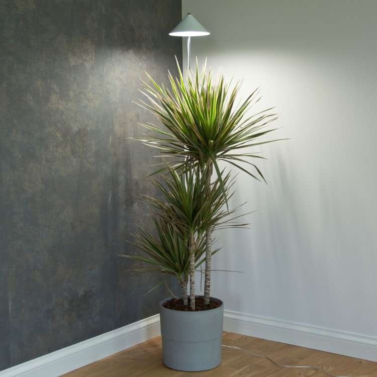 Plant lamp on spike XL 25W