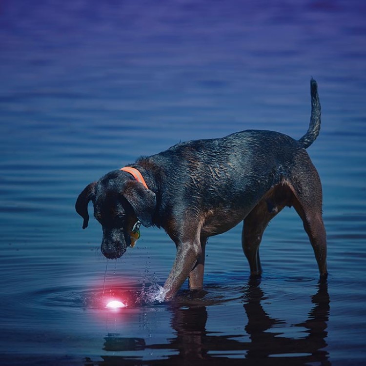 Light-up dog ball