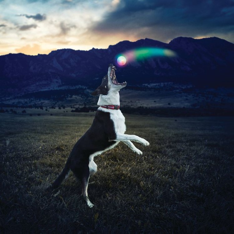 Light-up dog ball