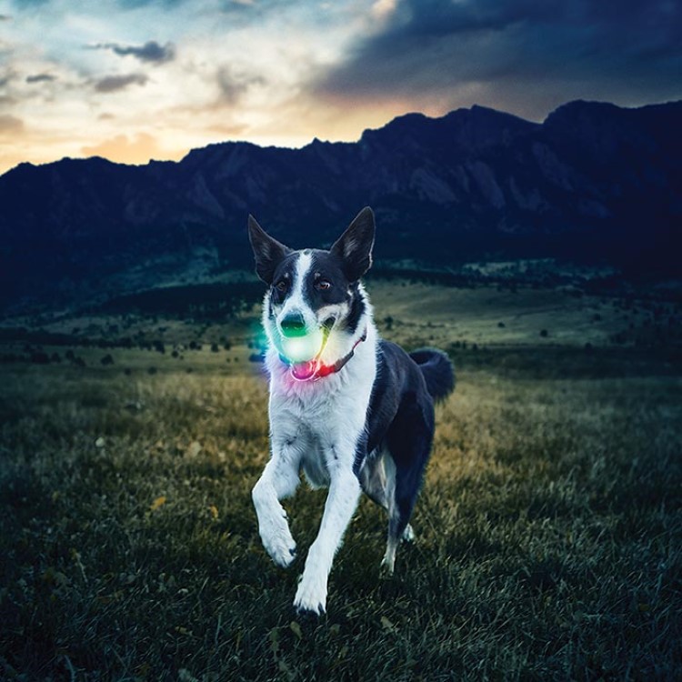 Light-up dog ball