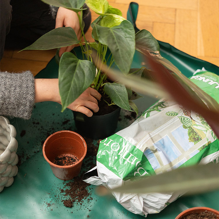 Indoor planting cloth