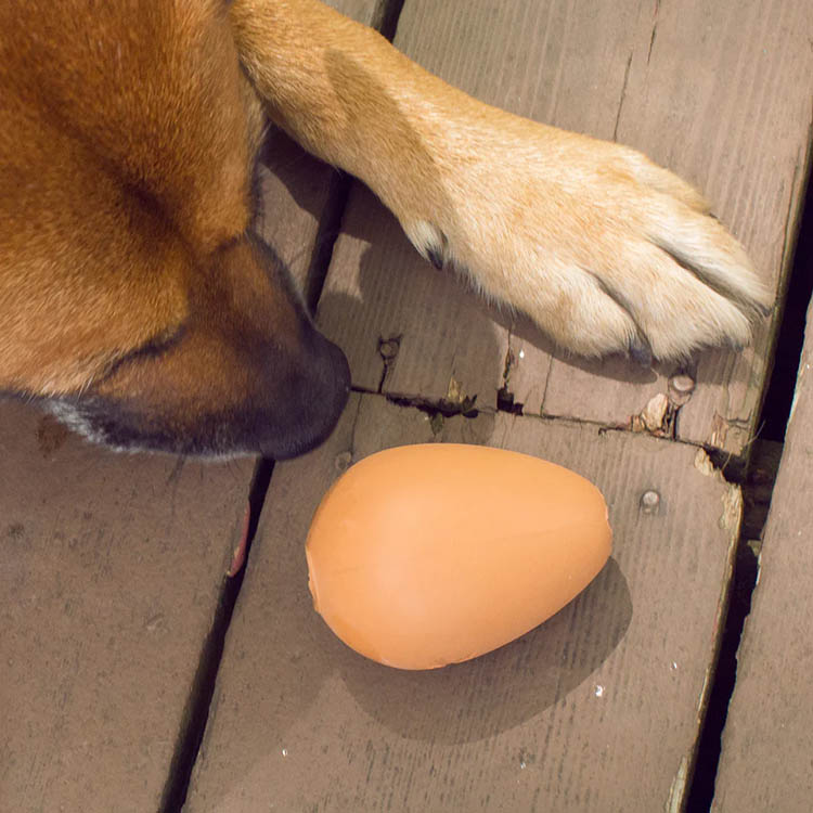 Dog toy, bouncing egg