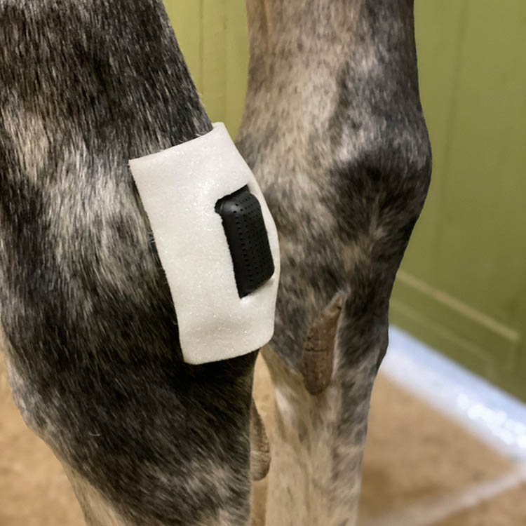 Extra attachment for horse plasters